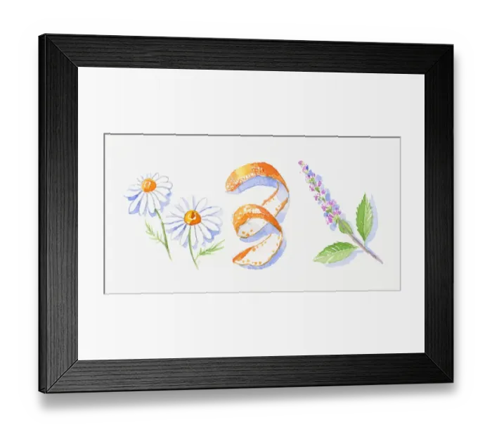 Framed Print : Illustration of German chamomile flowers, orange peel, and peppermint flowers and leaves on stem Framed Print : Illustration of German chamomile flowers, orange peel, and peppermint flowers and leaves on stem