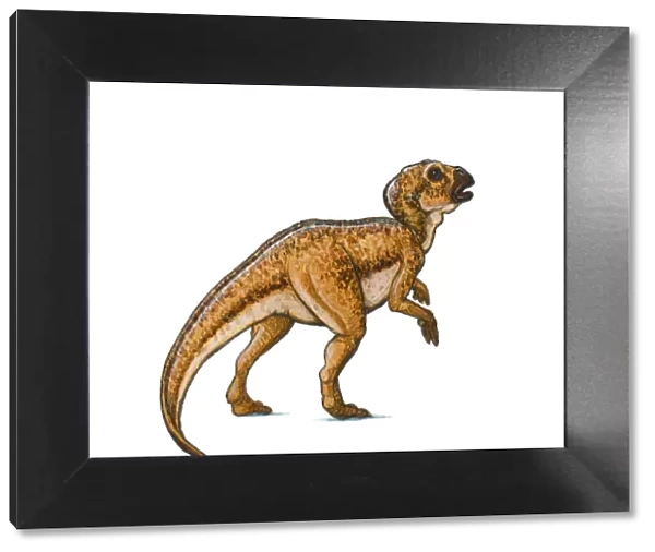 Illustration of Hypsilophodon, a beaked ornithischian dinosaur