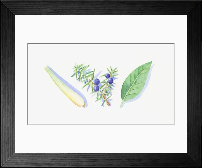 Framed Print : Illustration of Juniper berries and leaves on stem, green petitgrain leaf, and lemon balm stem