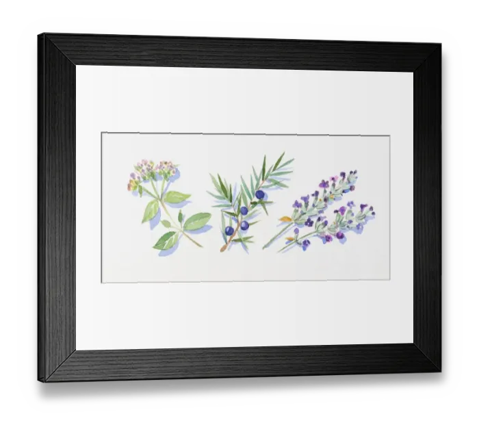 Framed Print : Illustration of marjoram leaves and flowers on stem, juniper berries and leaves on stem, and lavender flowers on stem Framed Print : Illustration of marjoram leaves and flowers on stem, juniper berries and leaves on stem, and lavender flowers on stem