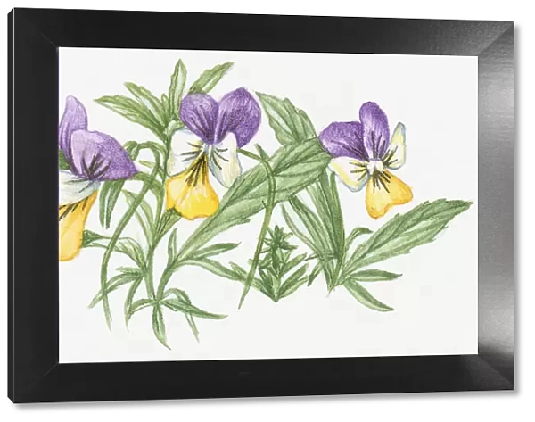 Illustration of Heartsease (Viola tricolor), a wild pansy with purple, yellow and white flowers and green leaves