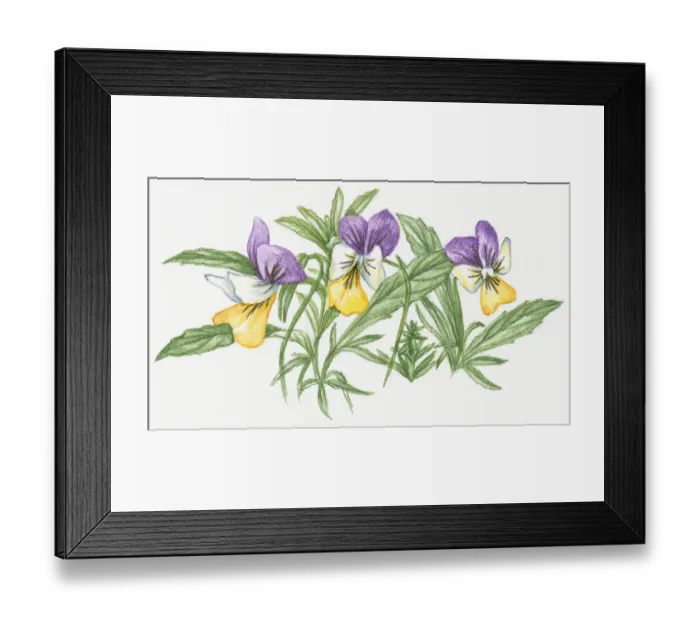 Framed Print : Illustration of Heartsease (Viola tricolor), a wild pansy with purple, yellow and white flowers and green leaves