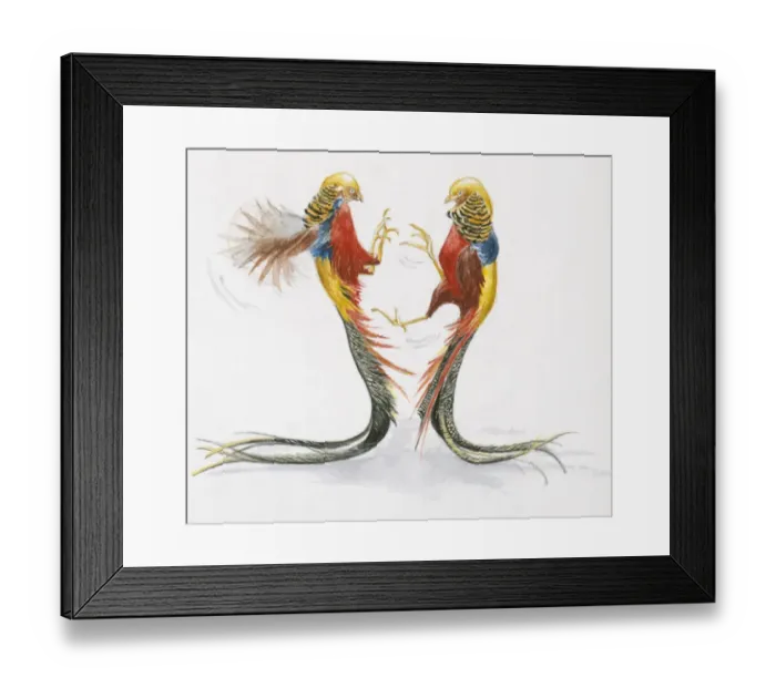 Framed Print : Illustration of two male Golden Pheasant or Chinese Pheasant (Chrysolophus pictus), fighting Framed Print : Illustration of two male Golden Pheasant or Chinese Pheasant (Chrysolophus pictus), fighting