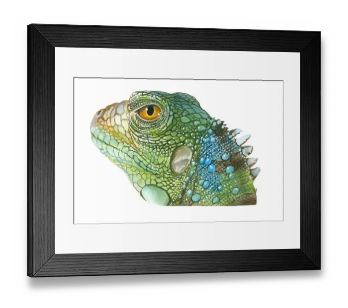 Framed Print : Illustration of Green Iguana (Iguana iguana), head in profile showing scaly skin, spines on neck, and yellow eye Framed Print : Illustration of Green Iguana (Iguana iguana), head in profile showing scaly skin, spines on neck, and yellow eye