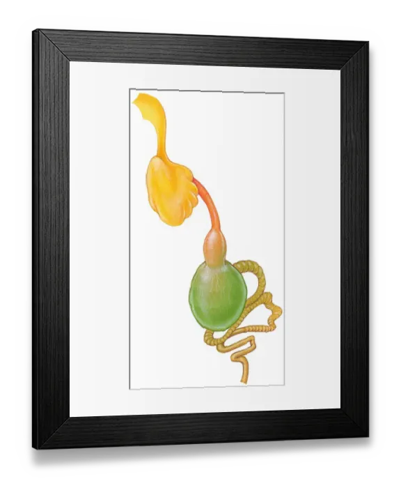Framed Print : Illustration of digestive system of the Senegal Parrot (Poicephalus senegalus), showing crop, gizzard and intestines Framed Print : Illustration of digestive system of the Senegal Parrot (Poicephalus senegalus), showing crop, gizzard and intestines