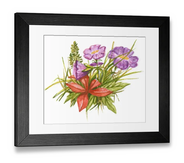 Framed Print : Illustration of purple and red flowers, with green leaves, able to withstand cold tundra and mountain weather Framed Print : Illustration of purple and red flowers, with green leaves, able to withstand cold tundra and mountain weather