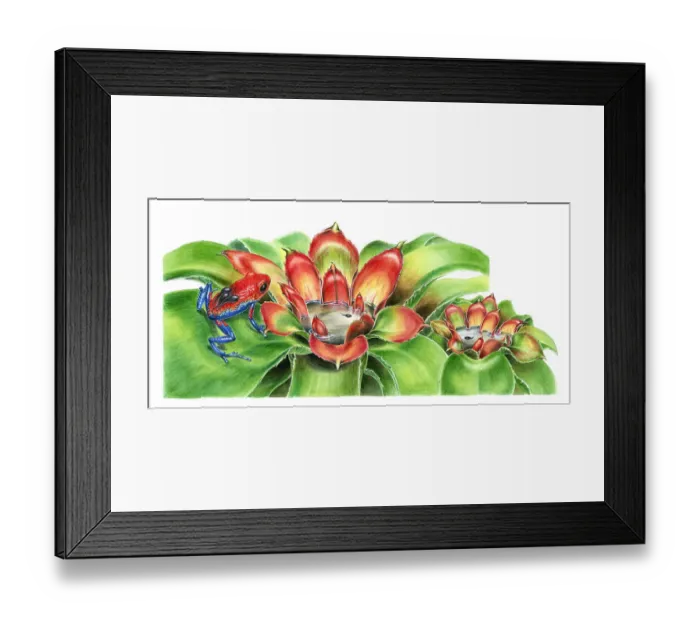 Framed Print : Illustration of female Strawberry Poison Dart Frog (Dendrobates pumilio) carrying tadpoles on back to water inside Bromeliad axils Framed Print : Illustration of female Strawberry Poison Dart Frog (Dendrobates pumilio) carrying tadpoles on back to water inside Bromeliad axils