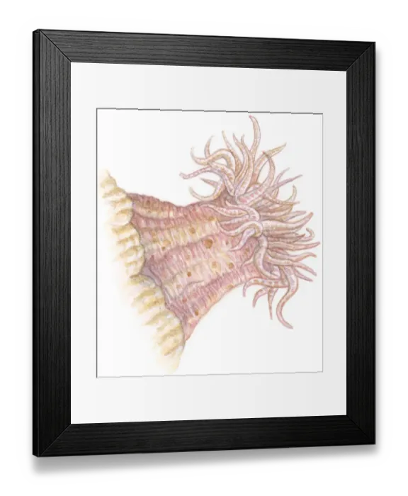 Framed Print : Illustration of Sea Anemone (Actiniaria) with soft column, and long, wispy tentacles having poisonous sting
