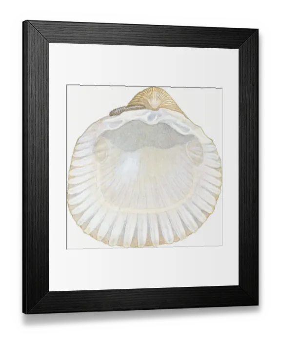 Framed Print : Illustration of empty cockle shell showing posterior and anterior abductor muscle scars, beak and hinge ligament Framed Print : Illustration of empty cockle shell showing posterior and anterior abductor muscle scars, beak and hinge ligament