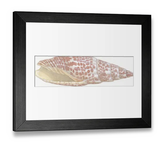 Framed Print : Illustration of Episcopal Mitre (Mitra mitra), orange-spotted snail shell showing aperture or opening Framed Print : Illustration of Episcopal Mitre (Mitra mitra), orange-spotted snail shell showing aperture or opening