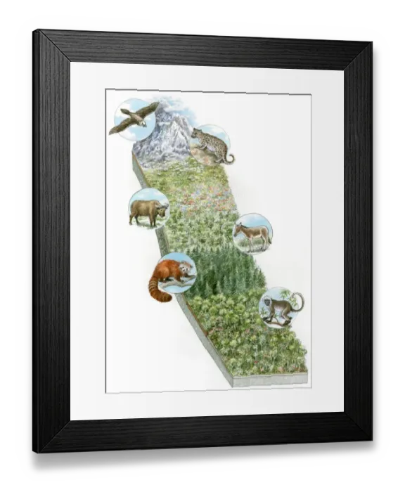 Framed Print : Illustration of wild animals whose habitat is snowy mountains, Great Plains, prairie, bamboo forest, jungle and tropical rainforest zones Framed Print : Illustration of wild animals whose habitat is snowy mountains, Great Plains, prairie, bamboo forest, jungle and tropical rainforest zones