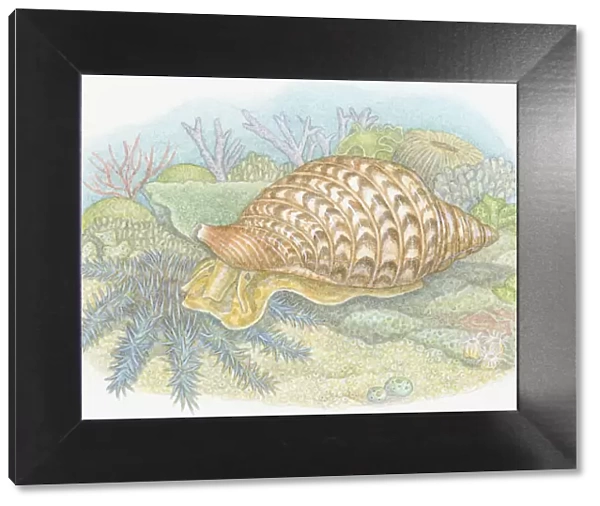 Illustration of Giant Triton (Charonia tritonis), predatory sea snail feeding on Crown-of-Thorns Starfish (Acanthaster planci)