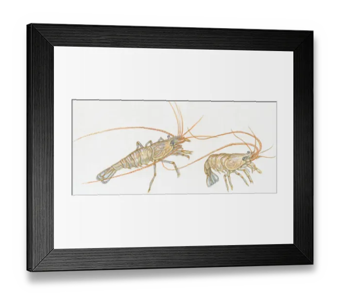 Framed Print : Illustration of Prawns (Dendrobranchiata), showing long antennae Framed Print : Illustration of Prawns (Dendrobranchiata), showing long antennae