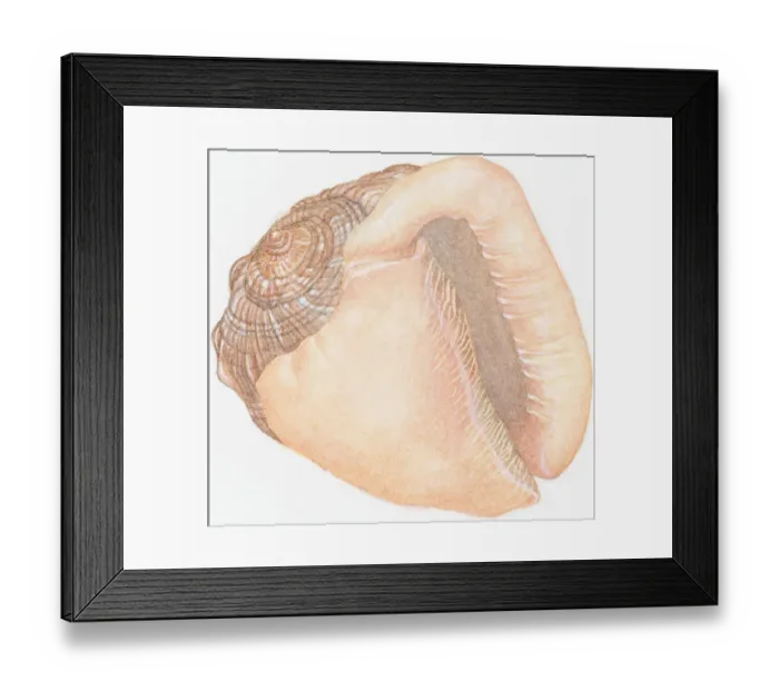 Framed Print : Illustration of Bullmouth Helmet (cypraecassis rufa), empty shell showing aperture or opening Framed Print : Illustration of Bullmouth Helmet (cypraecassis rufa), empty shell showing aperture or opening