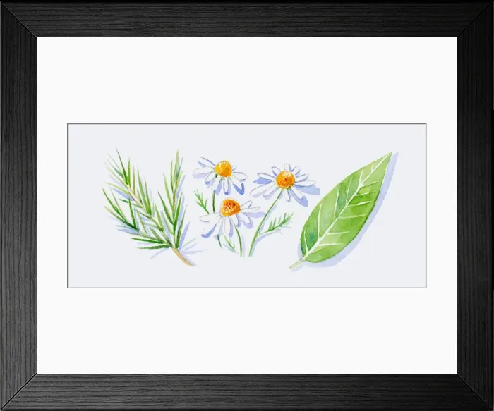 Framed Print : Illustration of green tea tree leaves on stem, German chamomile flowers, and green petitgrain leaf Framed Print : Illustration of green tea tree leaves on stem, German chamomile flowers, and green petitgrain leaf