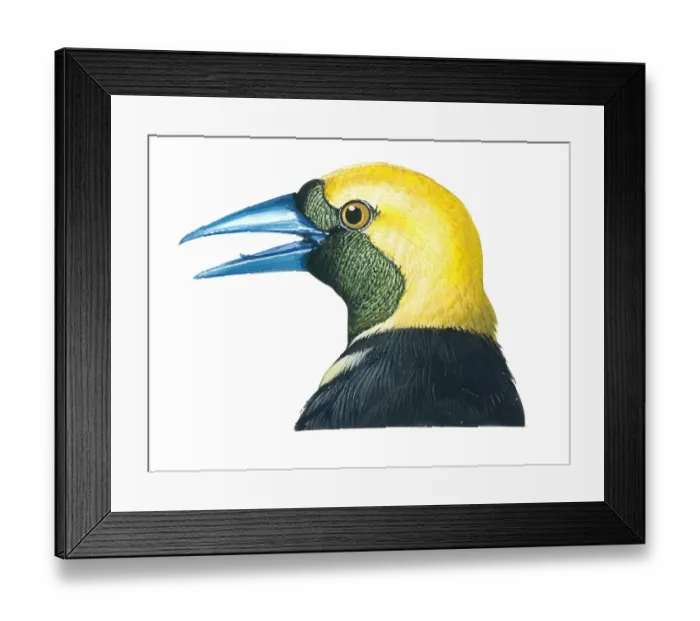 Framed Print : Illustration of male Hooded Oriole (Icterus cucullatus), bird with bright orange-yellow head and nape, black face and throat, and slightly decurved blue beak Framed Print : Illustration of male Hooded Oriole (Icterus cucullatus), bird with bright orange-yellow head and nape, black face and throat, and slightly decurved blue beak