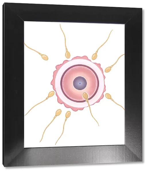 Illustration of human sperm fusing with ovum during conception