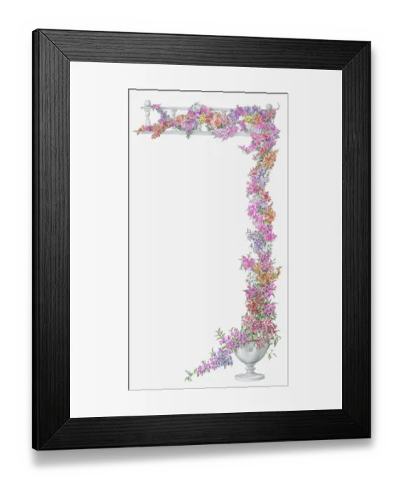 Framed Print : Illustration of abundance of multi colored Bougainvillea growing on trellis from white urn Framed Print : Illustration of abundance of multi colored Bougainvillea growing on trellis from white urn