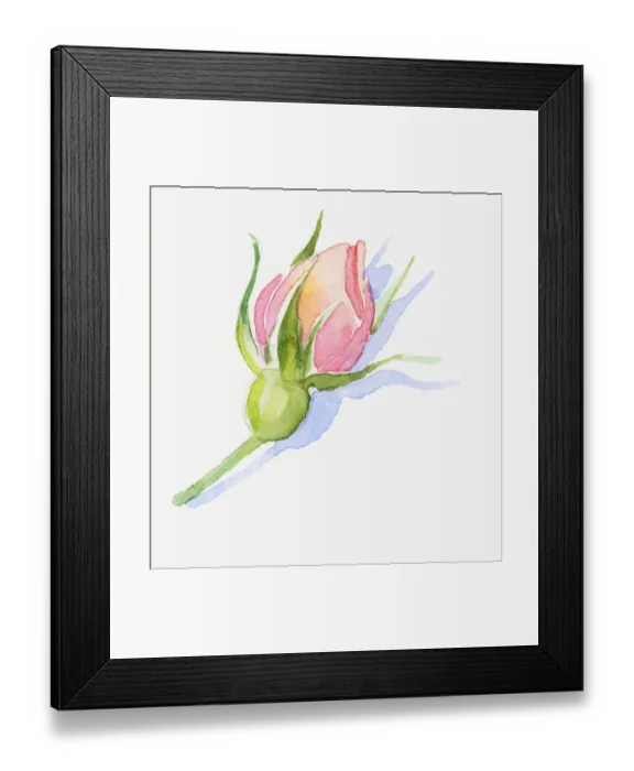 Framed Print : Illustration of pink rose bud, sepals and short stem Framed Print : Illustration of pink rose bud, sepals and short stem