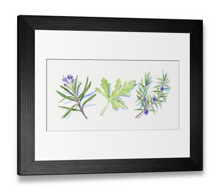 Framed Print : Illustration of rosemary flowers and leaves, Juniper flowers, leaves and berries, and geranium leaf Framed Print : Illustration of rosemary flowers and leaves, Juniper flowers, leaves and berries, and geranium leaf