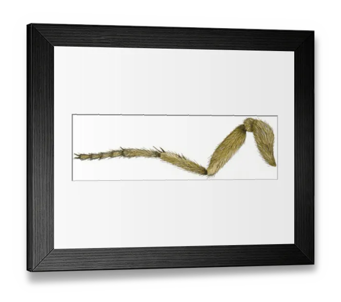 Framed Print : Illustration of hairy leg of Eyed Hawk-Moth (Smerinthus ocellata) Framed Print : Illustration of hairy leg of Eyed Hawk-Moth (Smerinthus ocellata)