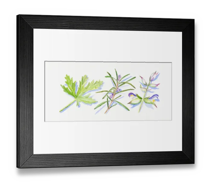 Framed Print : Illustration of rosemary and clary sage leaves and flowers on stem, and green geranium leaf Framed Print : Illustration of rosemary and clary sage leaves and flowers on stem, and green geranium leaf