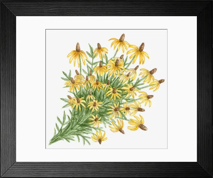 Framed Print : Illustration of Ratibida Pinnata (Grayhead Coneflower), north American prairie wildflower with abundance yellow flowers and green leaves Framed Print : Illustration of Ratibida Pinnata (Grayhead Coneflower), north American prairie wildflower with abundance yellow flowers and green leaves