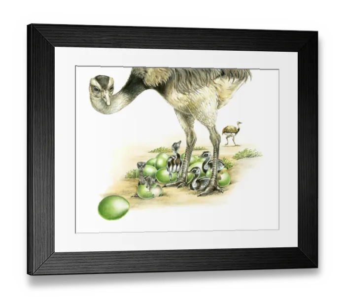 Framed Print : Illustration of male Emu (Dromaius novaehollandiae) standing over young birds hatching from green eggs as another Emu moves in background Framed Print : Illustration of male Emu (Dromaius novaehollandiae) standing over young birds hatching from green eggs as another Emu moves in background