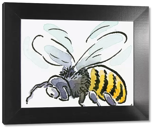 Cartoon of Honey Bee (Apis mellifera), flying