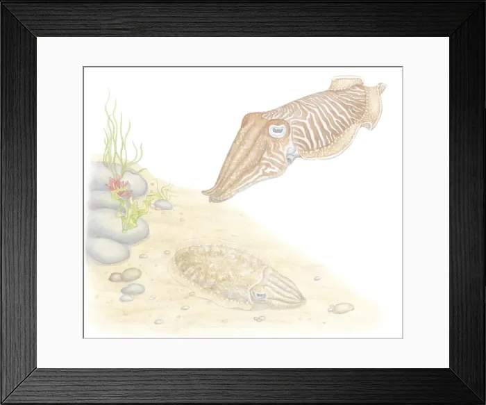 Framed Print : Illustration of Common Cuttlefish (Sepia officinalis), invertebrate molluscs with cephalopod eyes, swimming and camouflaged against seabed Framed Print : Illustration of Common Cuttlefish (Sepia officinalis), invertebrate molluscs with cephalopod eyes, swimming and camouflaged against seabed