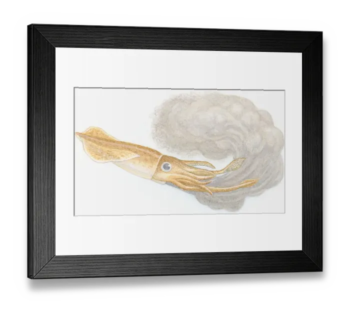 Framed Print : Illustration of European Squid (Loligo vulgaris), with soft, brown mantle, long tentacles and shorter arms, squirting out black ink Framed Print : Illustration of European Squid (Loligo vulgaris), with soft, brown mantle, long tentacles and shorter arms, squirting out black ink