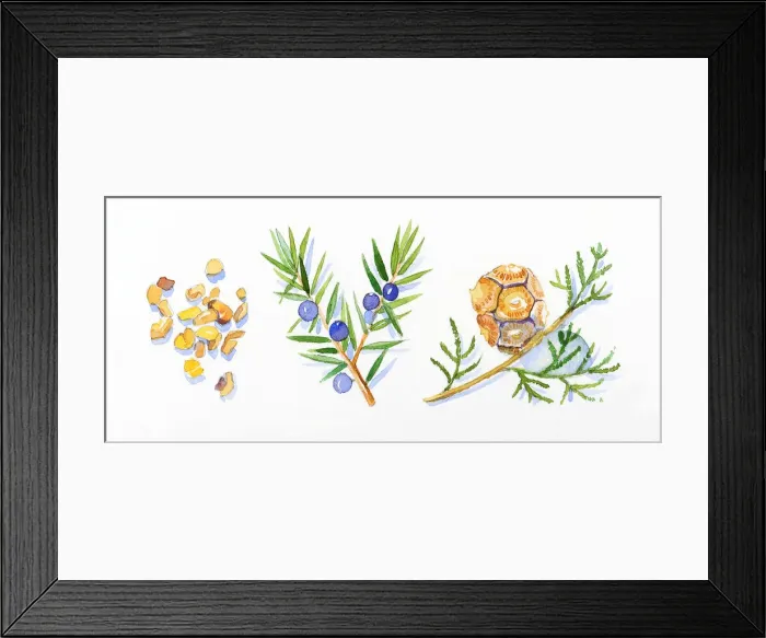 Framed Print : Illustration of cypress leaves and pinecone on stem, Juniper flowers, leaves and berries, and frankincense resin Framed Print : Illustration of cypress leaves and pinecone on stem, Juniper flowers, leaves and berries, and frankincense resin