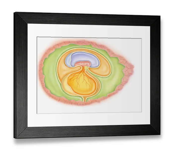Framed Print : Illustration of dinosaur foetus in egg showing yoke sac and amniotic membrane Framed Print : Illustration of dinosaur foetus in egg showing yoke sac and amniotic membrane