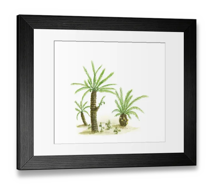 Framed Print : Illustration of cycads with compound green leaves and thick trunks dating from Paleozoic era Framed Print : Illustration of cycads with compound green leaves and thick trunks dating from Paleozoic era