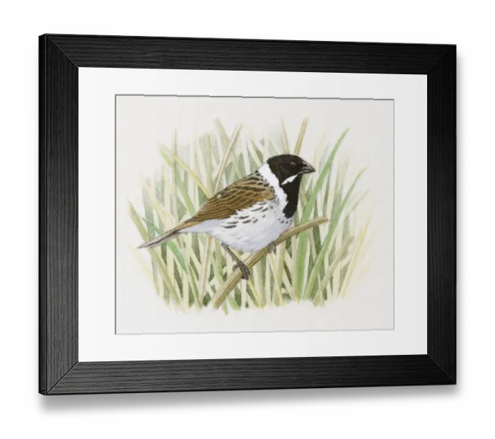 Framed Print : Illustration of a Reed Bunting (Emberiza schoeniclus) perching on thin reed