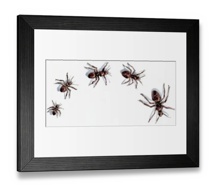 Framed Print : Illustration of five ants mentioned in proverbs Framed Print : Illustration of five ants mentioned in proverbs