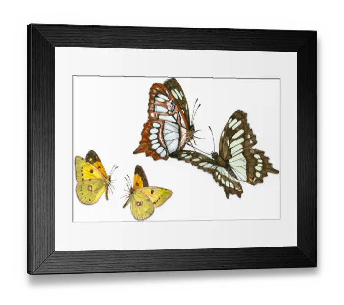 Framed Print : Illustration of pair of Swallowtail (Papilio) butterflies flying above small moths Framed Print : Illustration of pair of Swallowtail (Papilio) butterflies flying above small moths