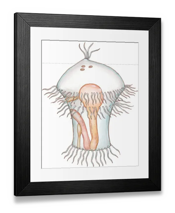 Framed Print : Illustration of Trochophore, a transparent marine larva showing internal organs and abundance of external cilia