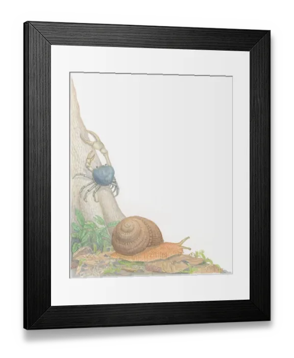 Framed Print : Illustration of Blue Land Crab (Discoplax hirtipes) crawling up tree trunk, and Forest Snail (Anoglypta) gliding over leaves on ground Framed Print : Illustration of Blue Land Crab (Discoplax hirtipes) crawling up tree trunk, and Forest Snail (Anoglypta) gliding over leaves on ground