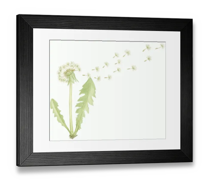Framed Print : Illustration of Taraxacum officinale (Common Dandelion), seed dispersal from dry flower head after pollination Framed Print : Illustration of Taraxacum officinale (Common Dandelion), seed dispersal from dry flower head after pollination