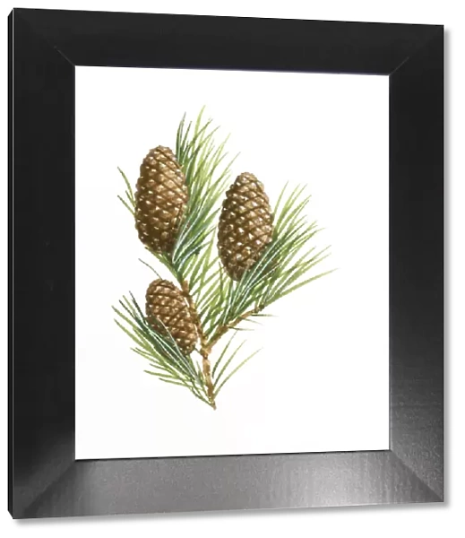Illustration of three Pinophyta (Conifer) pinecones and needle leaves
