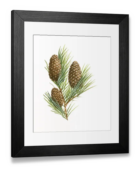 Framed Print : Illustration of three Pinophyta (Conifer) pinecones and needle leaves Framed Print : Illustration of three Pinophyta (Conifer) pinecones and needle leaves