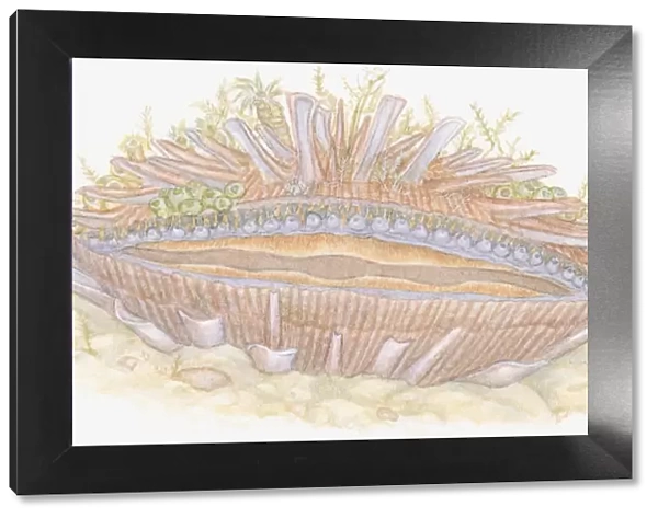 Illustration of Thorny Oyster (Spondylus) with marine growth such as seaweed and sponges living on top of shell providing camouflage protection