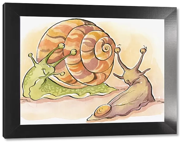Cartoon of Garden Snail (helix aspera) with green body and multi coloured shell and brown Garden Slug (Arion hortensis), with eyes on top of long tentacles