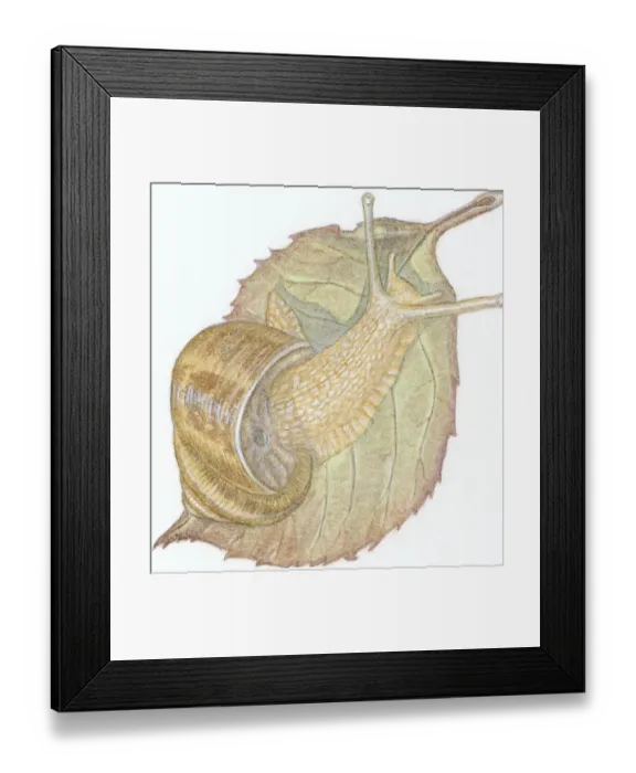 Framed Print : Illustration of Garden Snail (helix aspera), on decaying leaf Framed Print : Illustration of Garden Snail (helix aspera), on decaying leaf