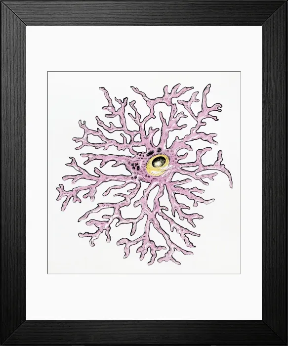 Framed Print : Illustration of an Astrocyte human glial cell Framed Print : Illustration of an Astrocyte human glial cell