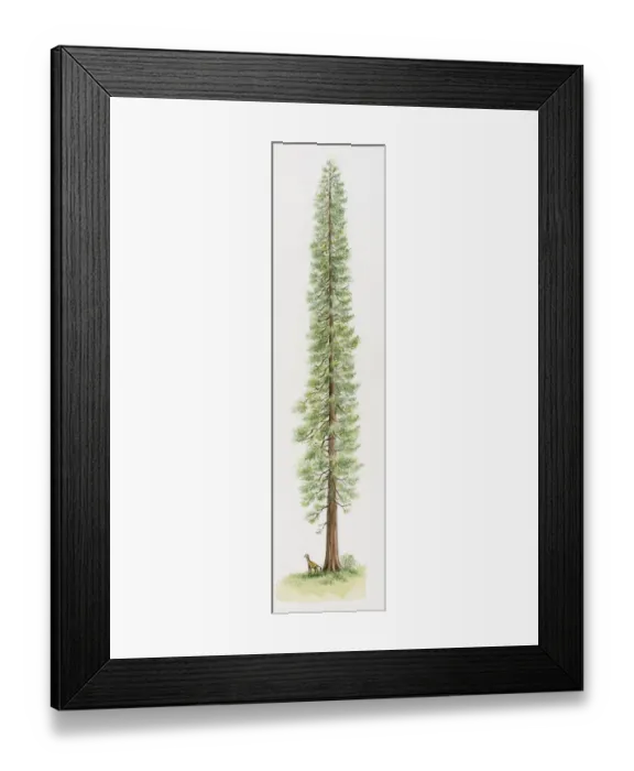 Framed Print : Illustration of Coast Redwood or California Redwood (Sequoia sempervirens), one of the tallest trees in the world with animal standing below Framed Print : Illustration of Coast Redwood or California Redwood (Sequoia sempervirens), one of the tallest trees in the world with animal standing below