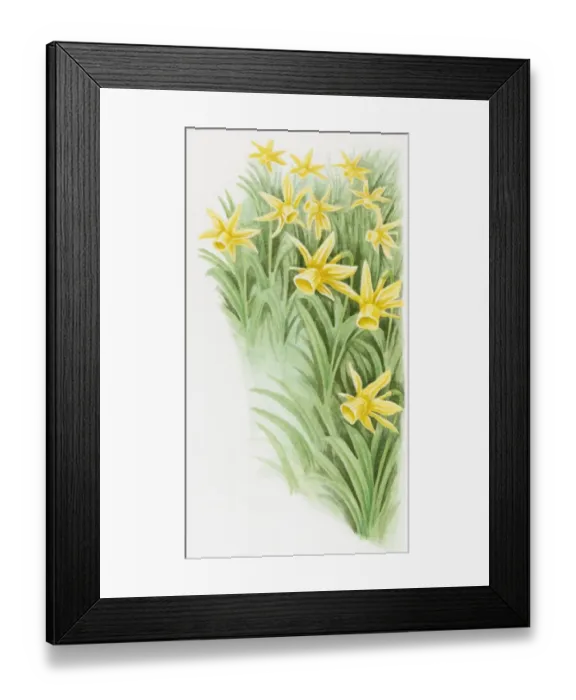Framed Print : Illustration of Wild Daffodils (Narcissus pseudonarcissus) Framed Print : Illustration of Wild Daffodils (Narcissus pseudonarcissus)