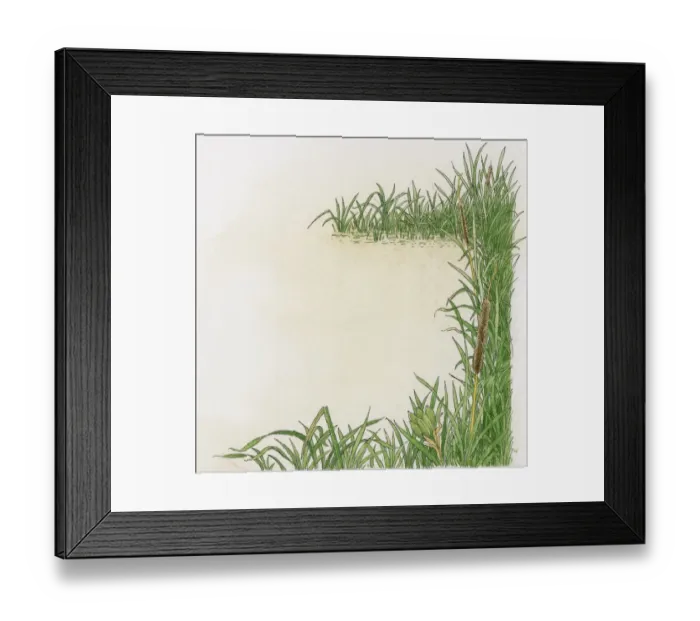 Framed Print : Illustration of Reedmace (Typha species) growing at the edge of water Framed Print : Illustration of Reedmace (Typha species) growing at the edge of water