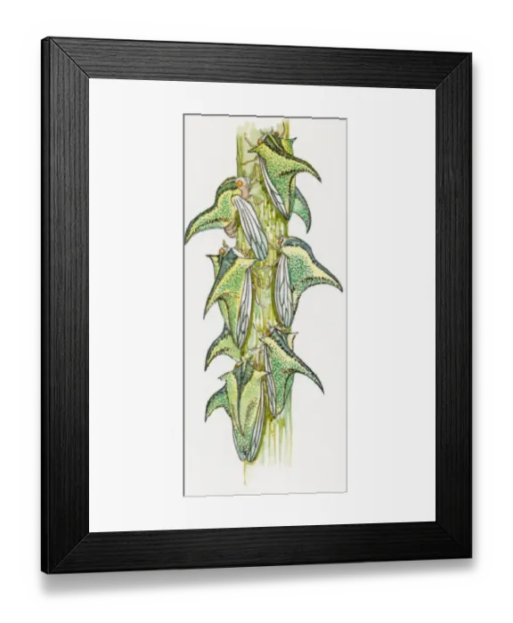 Framed Print : Illustration of Thorn Bugs (Umbonia crassicornis) on stem showing pronotal horns Framed Print : Illustration of Thorn Bugs (Umbonia crassicornis) on stem showing pronotal horns
